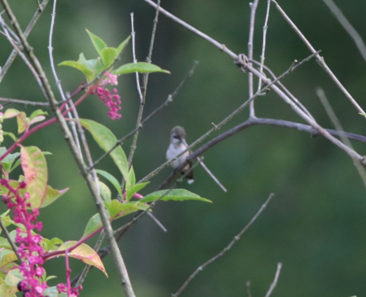 Ruby-throated Hummingbird - Brian Wulker