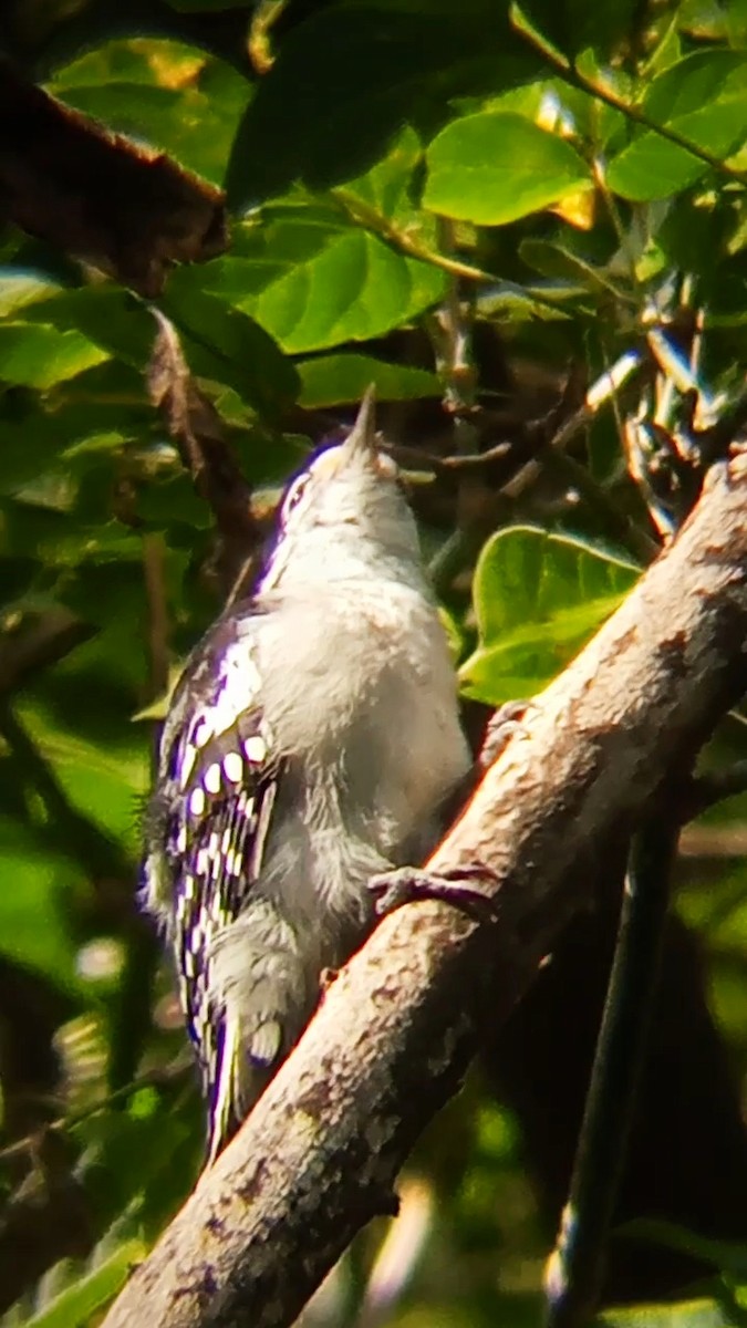 Downy Woodpecker - ML623957479