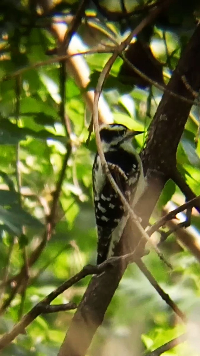 Downy Woodpecker - ML623957485