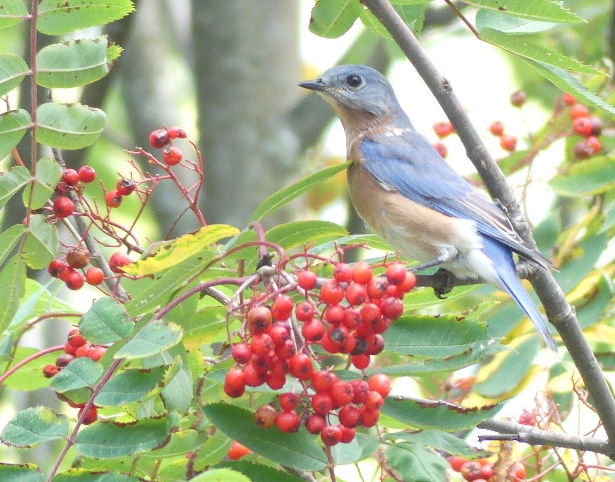 Eastern Bluebird - ML623957488