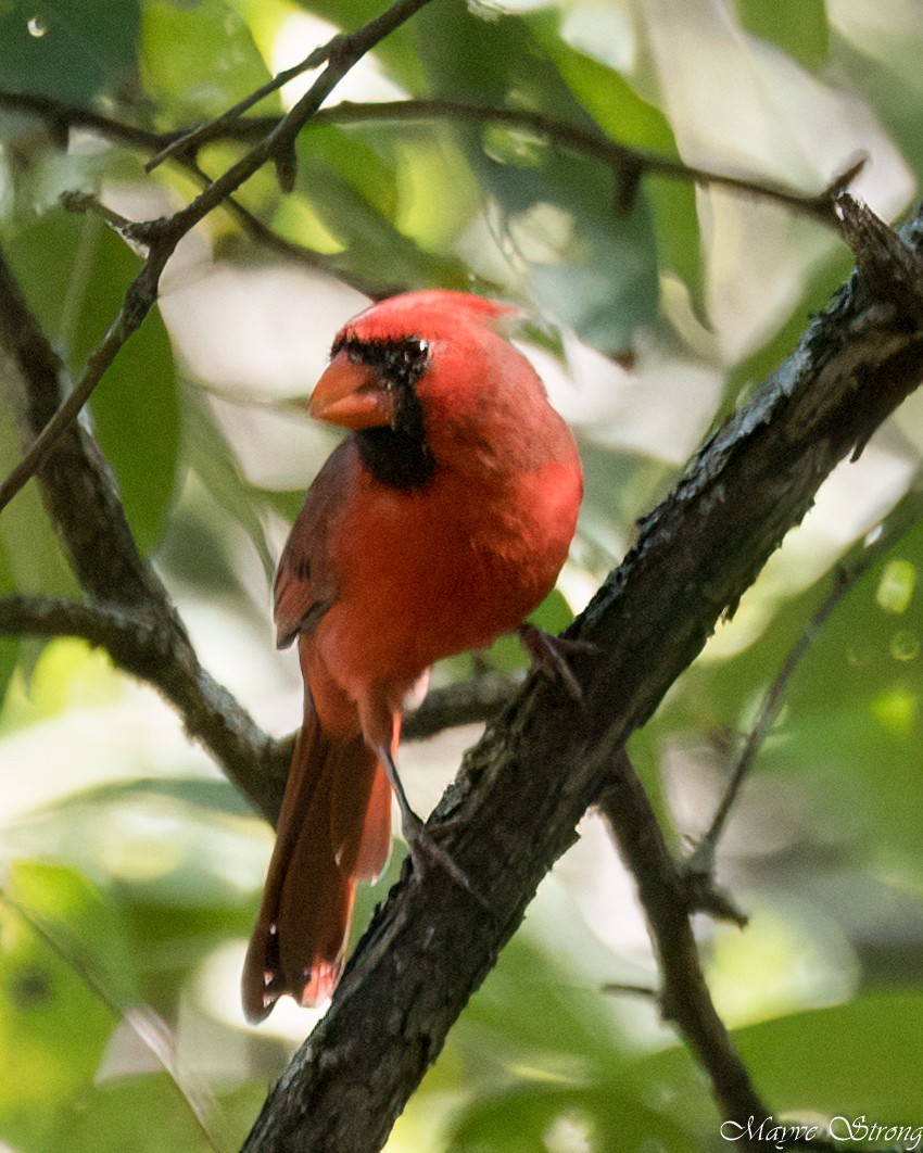 Northern Cardinal - ML623957490