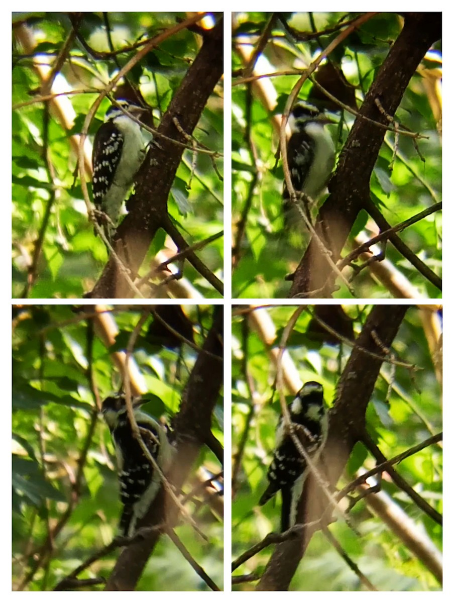 Downy Woodpecker - Laurent Pascual-Le Tallec