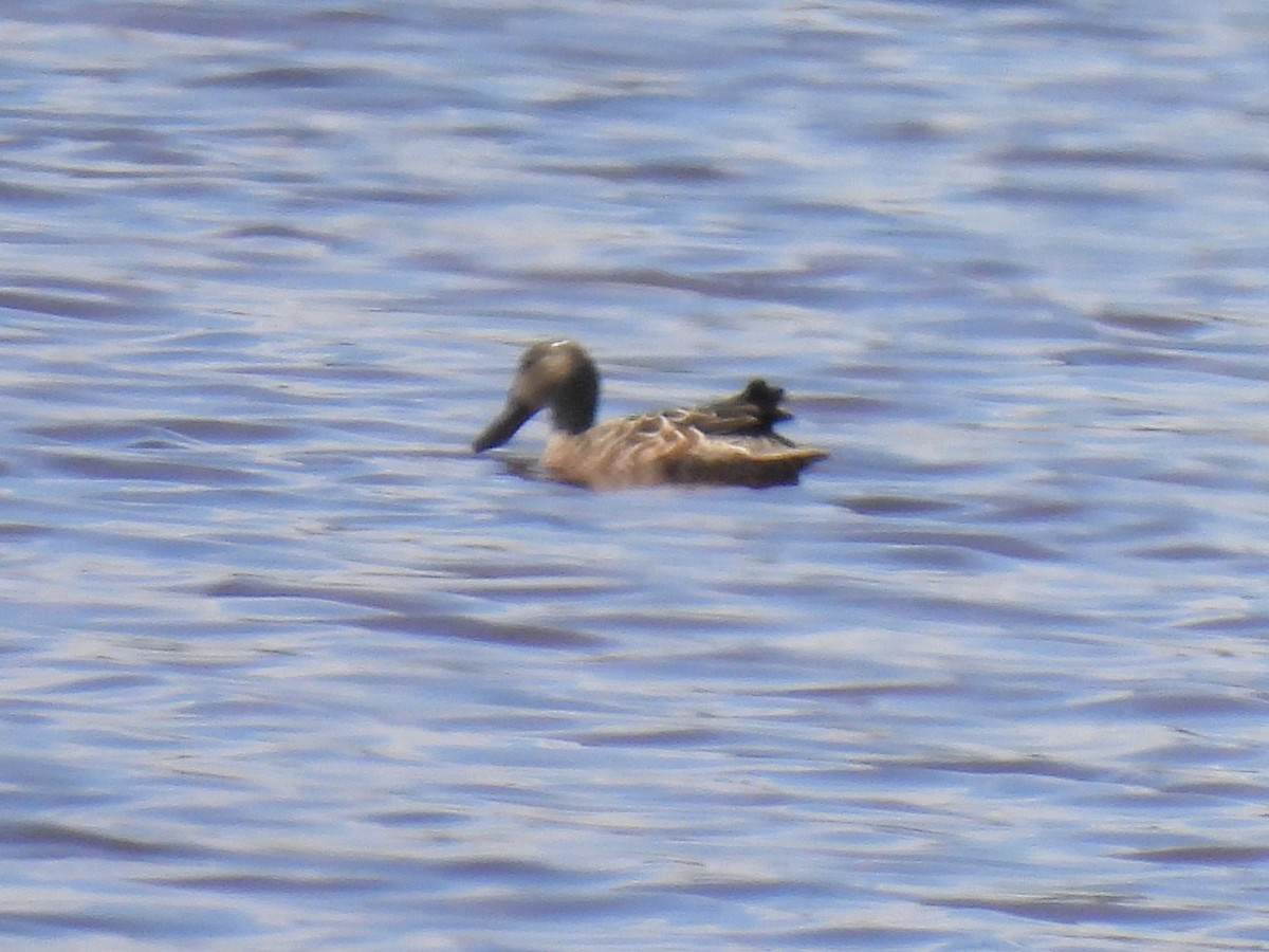 Northern Shoveler - ML623957495