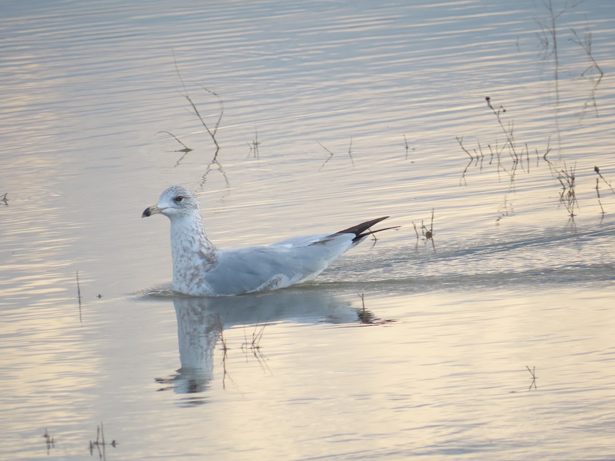 Ring-billed Gull - ML623957502