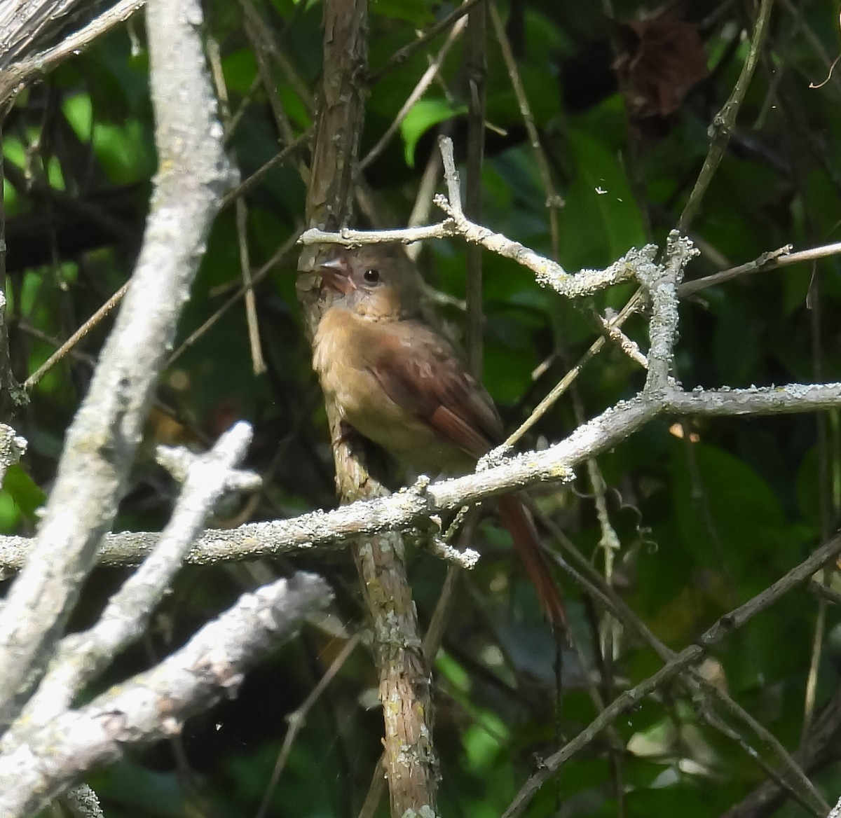 Northern Cardinal - ML623957508