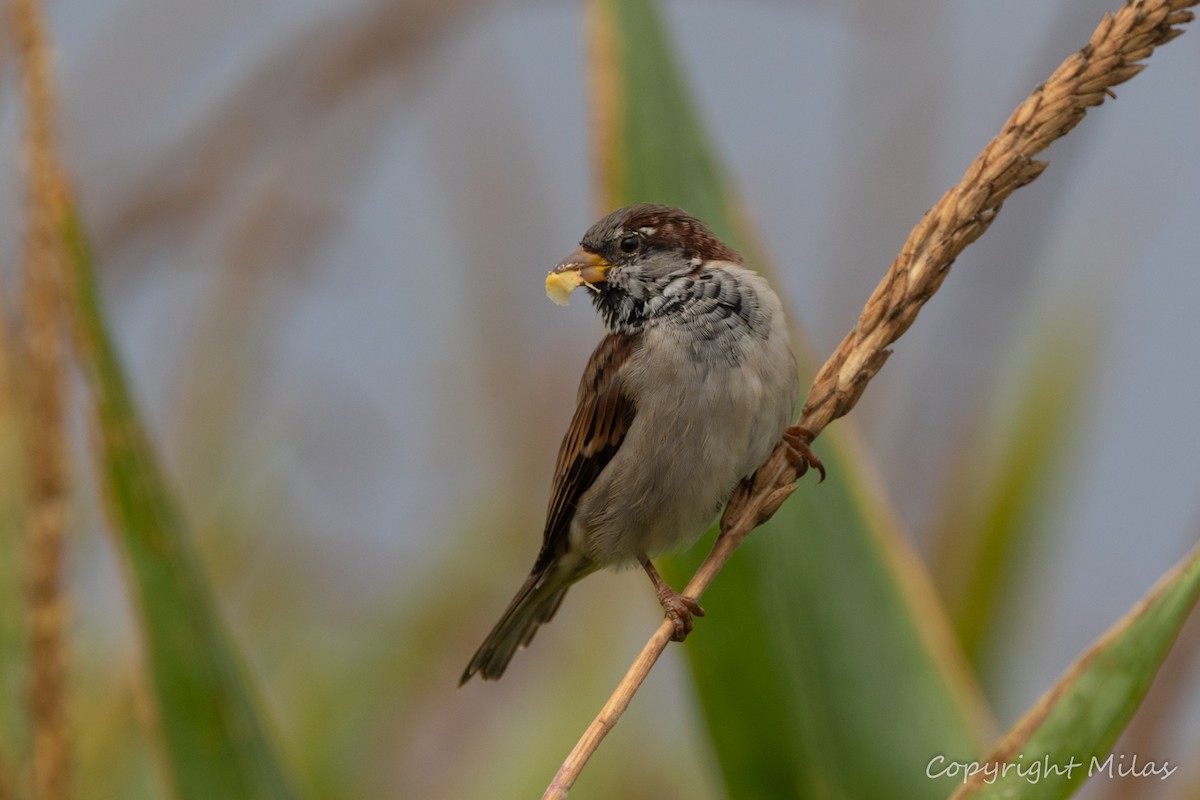 House Sparrow - ML623957543