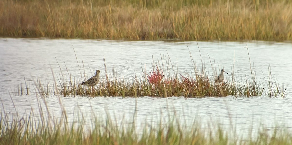 Stilt Sandpiper - ML623957554