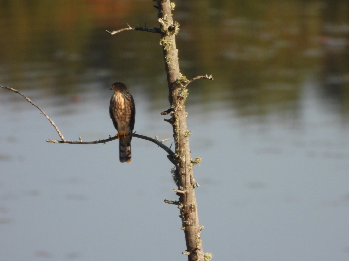 Sharp-shinned Hawk - ML623957558