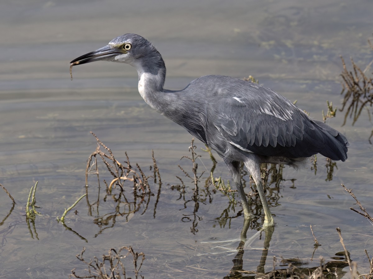 Little Blue Heron - ML623957561