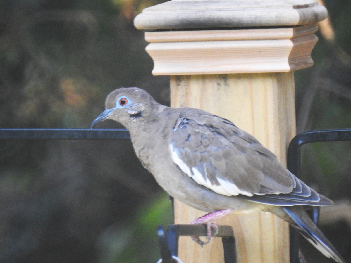 White-winged Dove - ML623957563