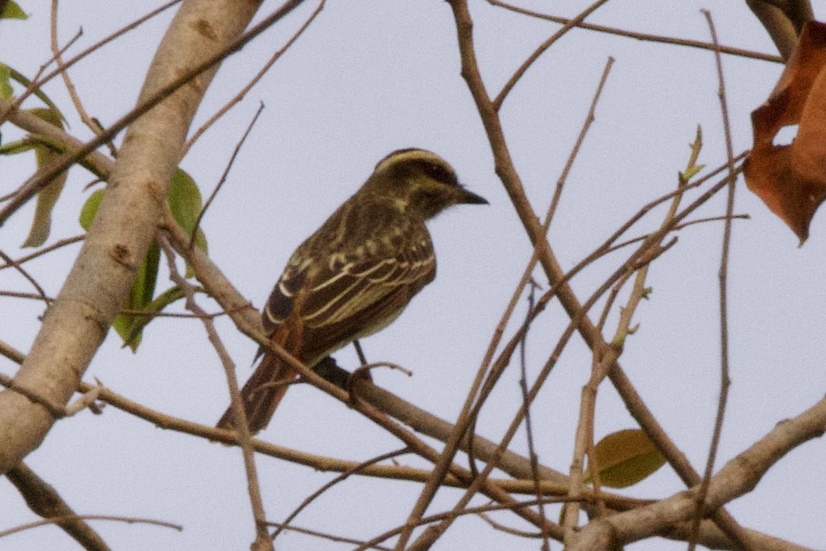 Variegated Flycatcher - John Bruin