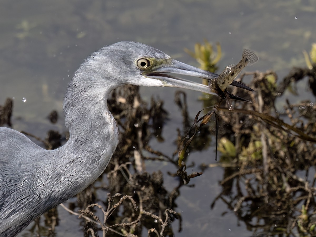 Little Blue Heron - ML623957578