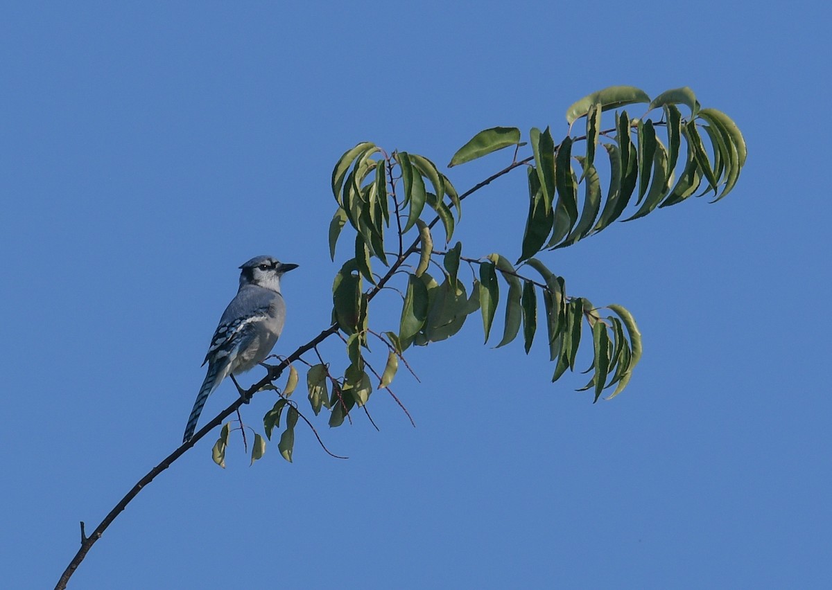 Blue Jay - ML623957585