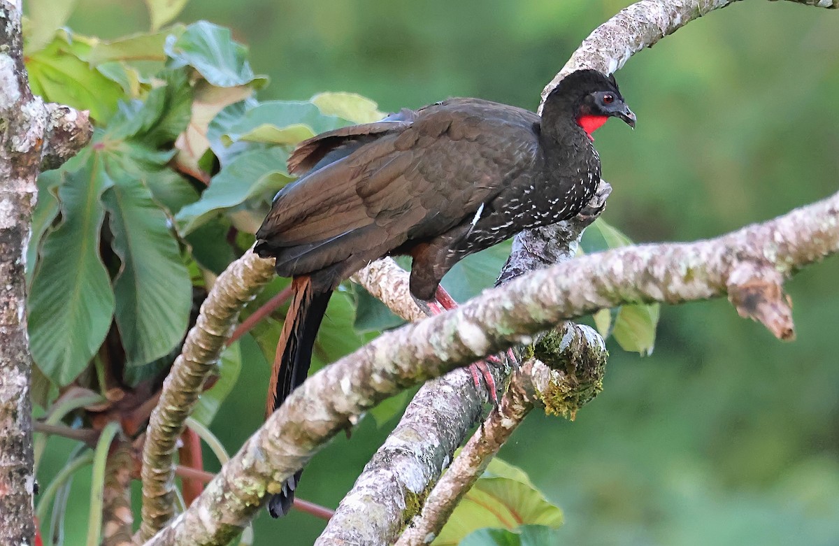 Crested Guan - ML623957589