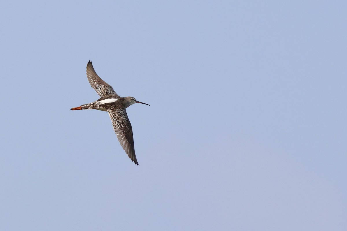 Spotted Redshank - ML623957591