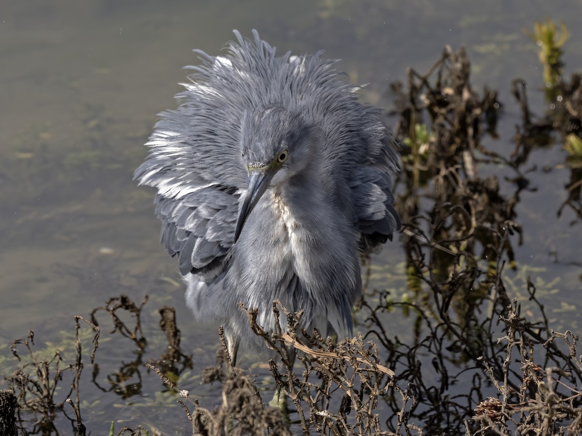 Little Blue Heron - ML623957599