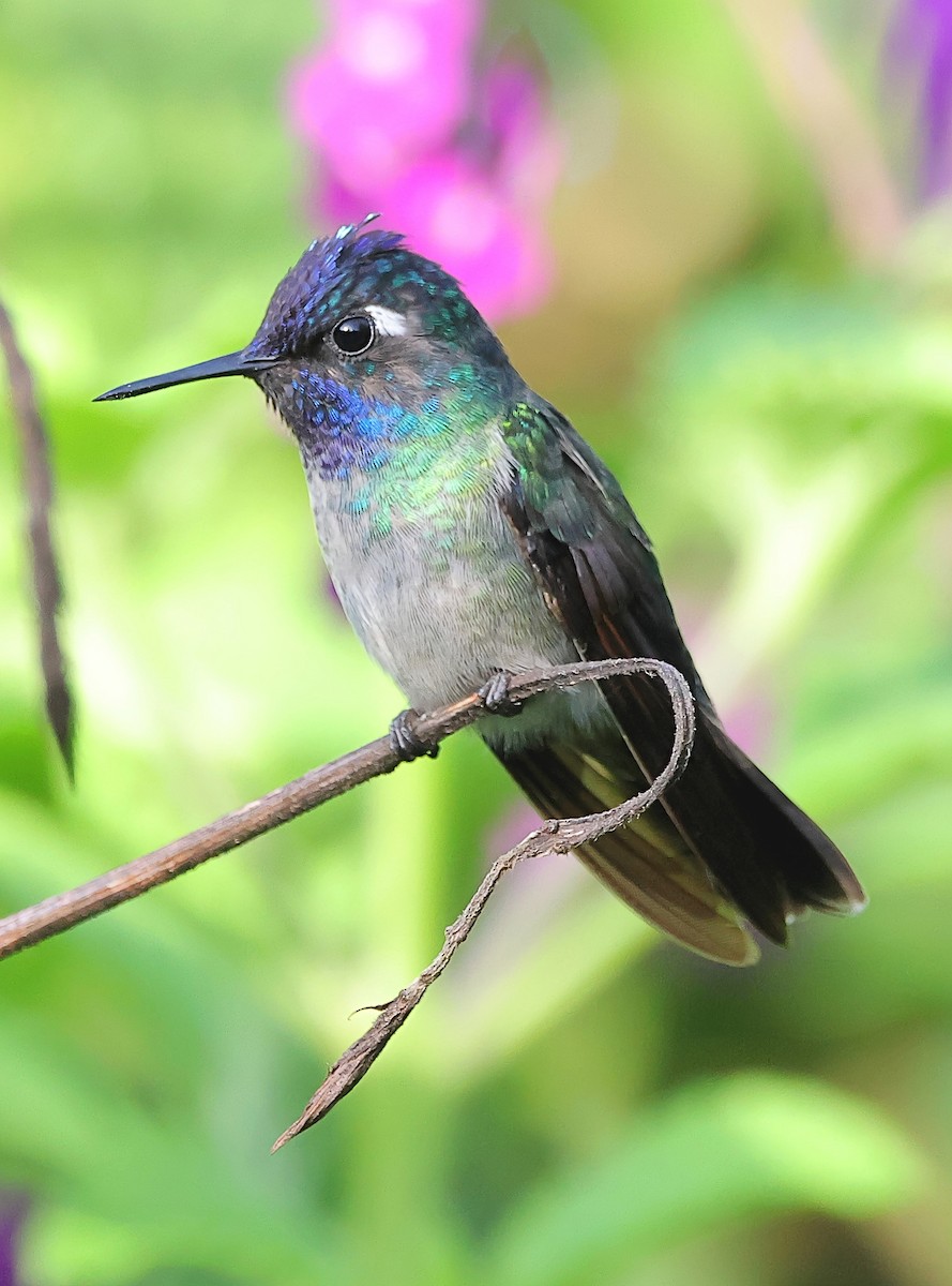 Colibrí Cabeciazul - ML623957607