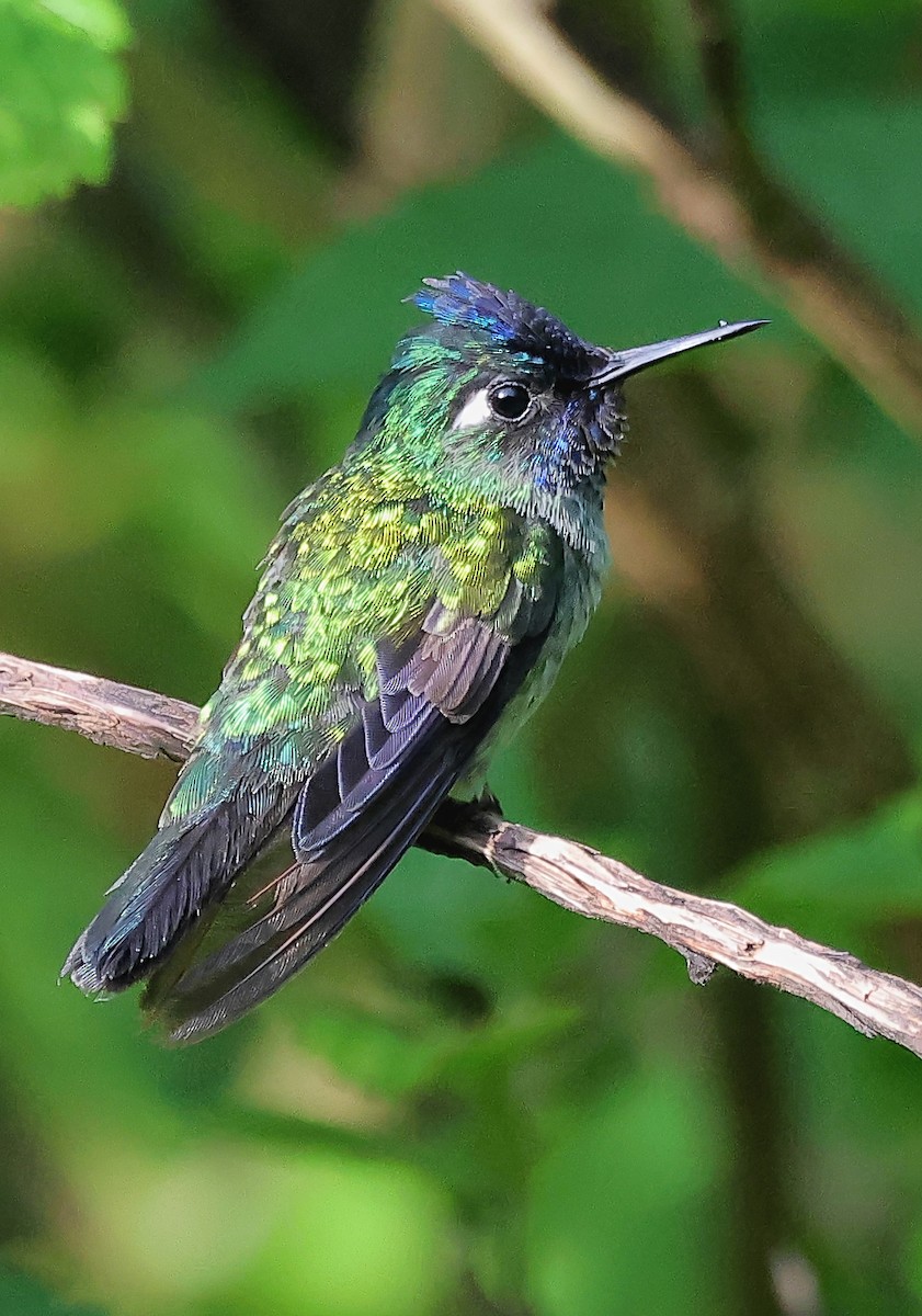 Colibrí Cabeciazul - ML623957608