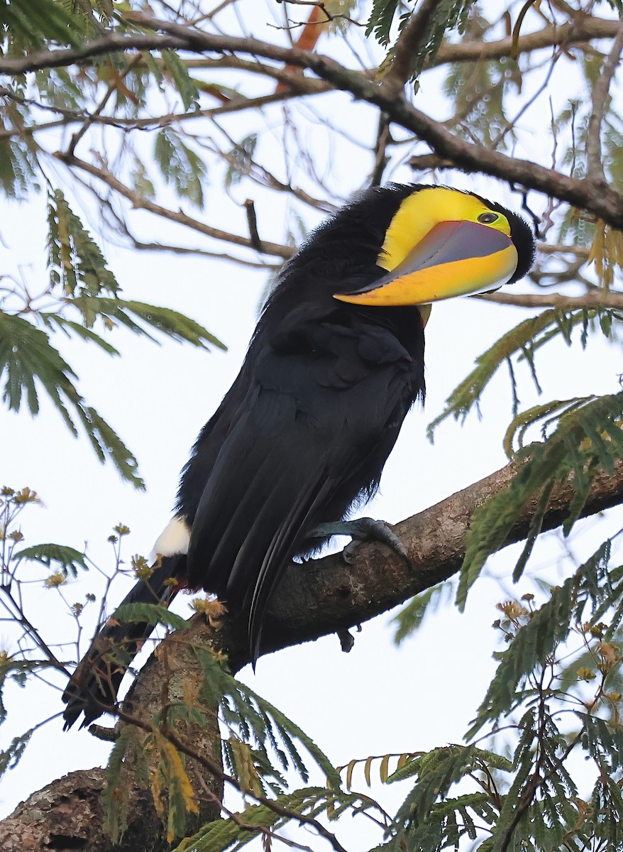 Yellow-throated Toucan - Gareth Hughes