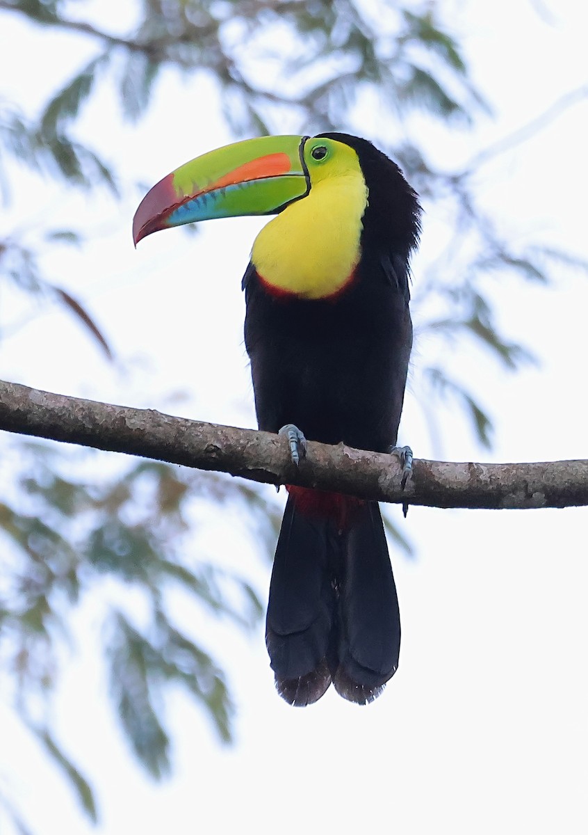 Keel-billed Toucan - ML623957618