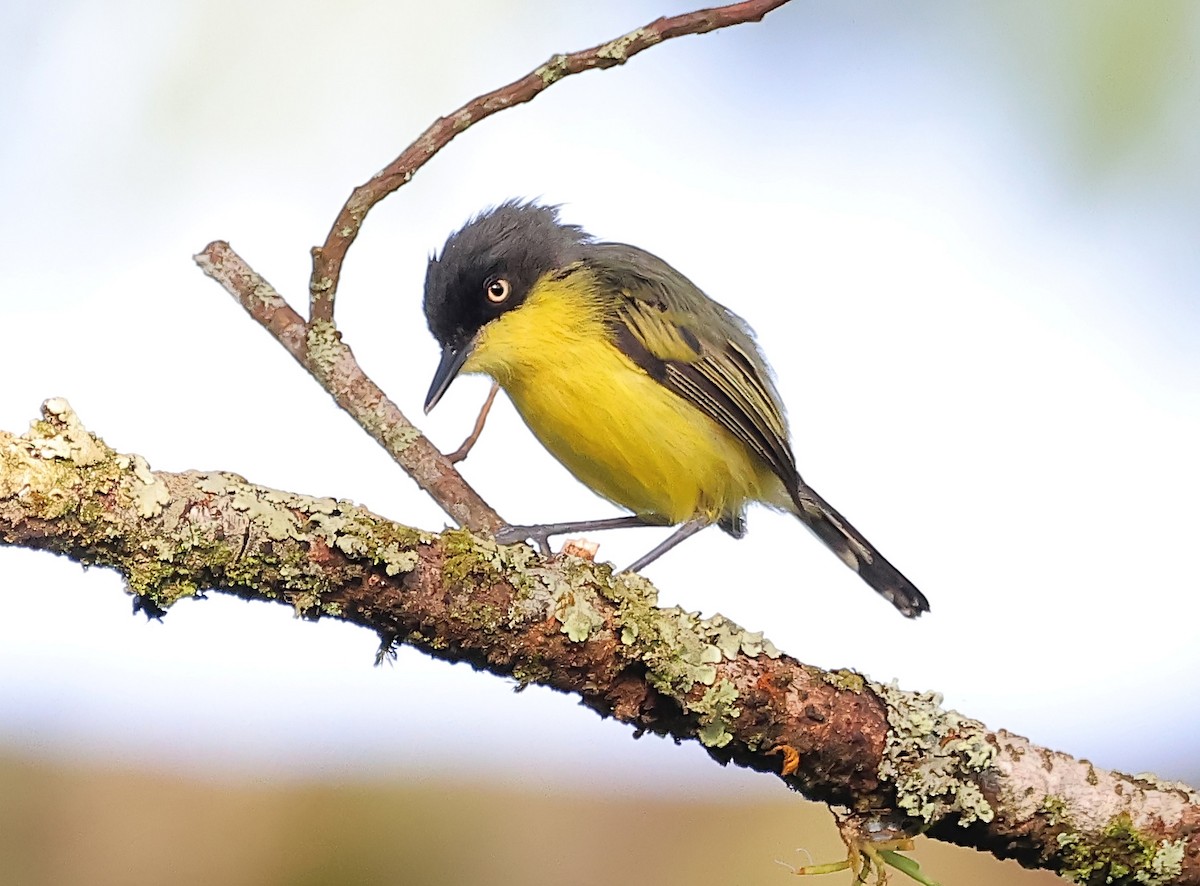 Common Tody-Flycatcher - ML623957633