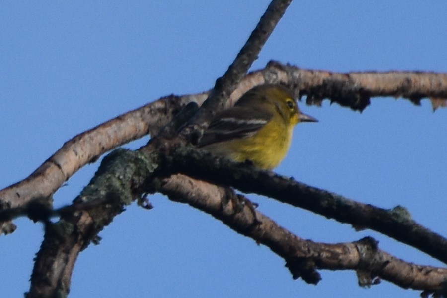 Pine Warbler - stephen johnson  🦜