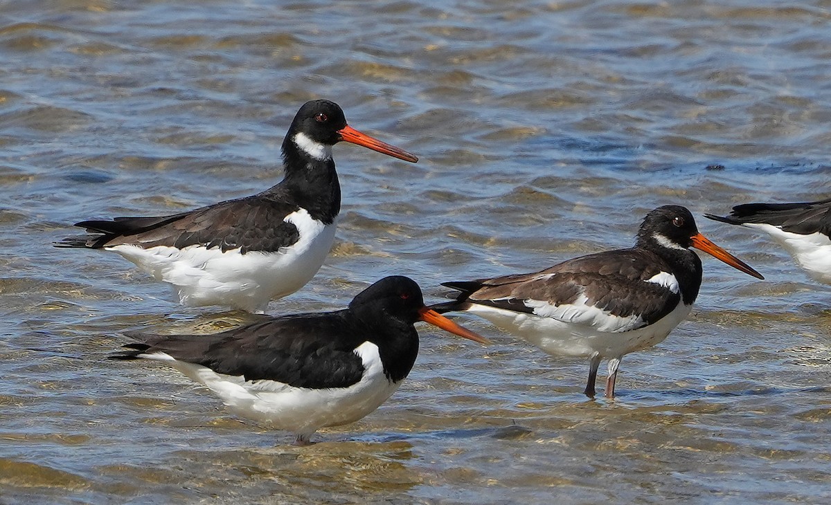 Eurasian Oystercatcher - ML623957648