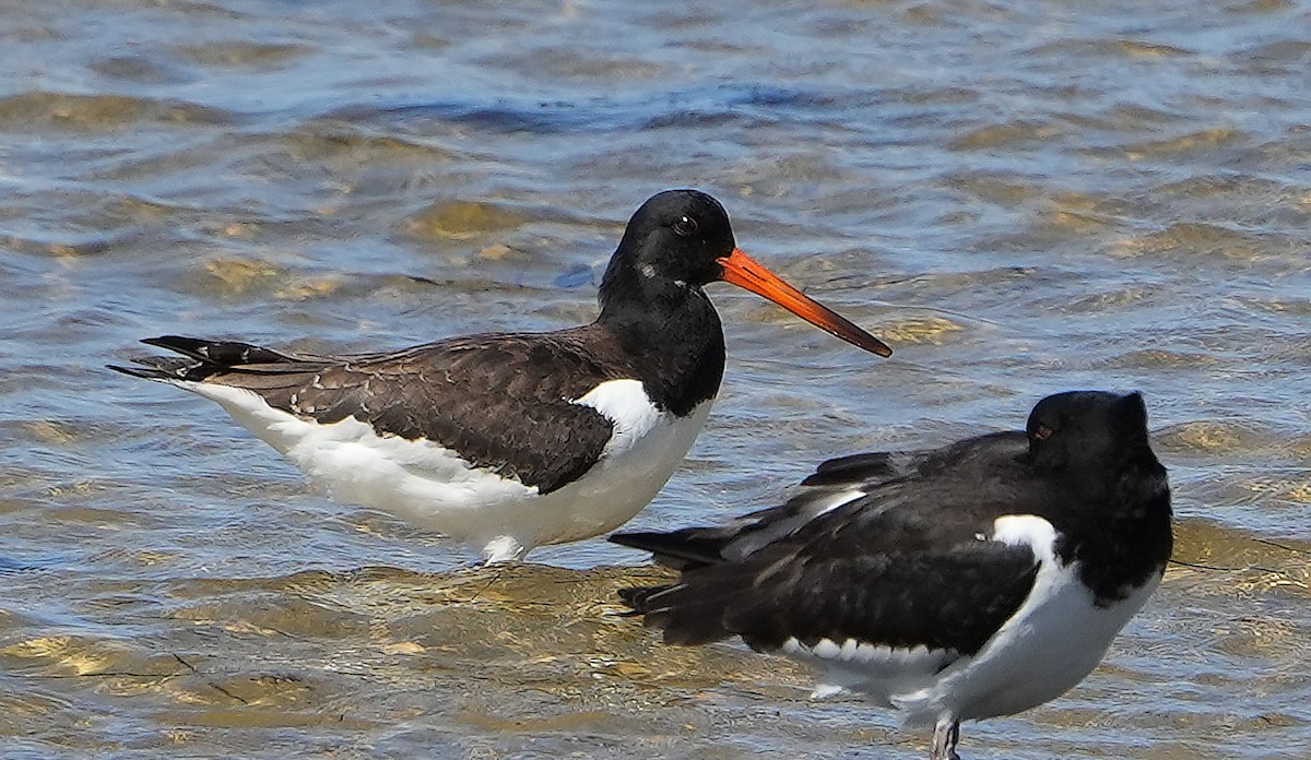 Eurasian Oystercatcher - Guillermo Rodríguez