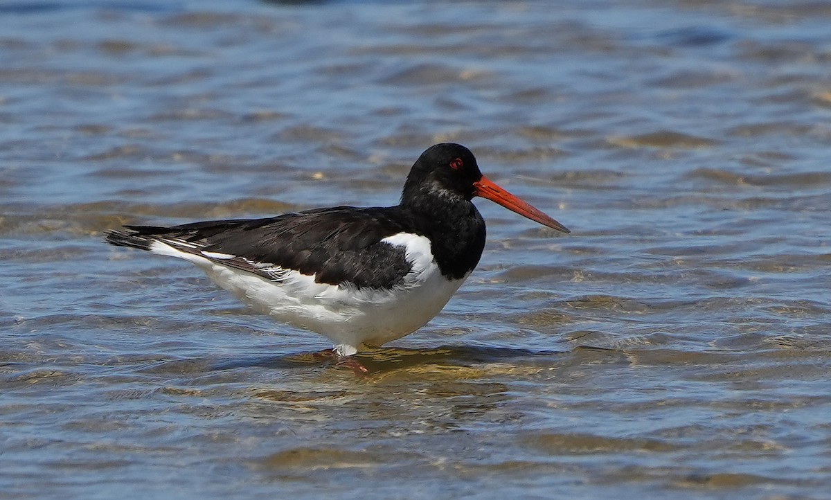 Eurasian Oystercatcher - ML623957650