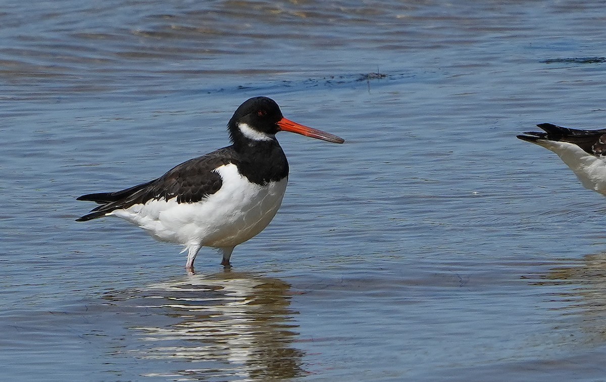 Eurasian Oystercatcher - ML623957651