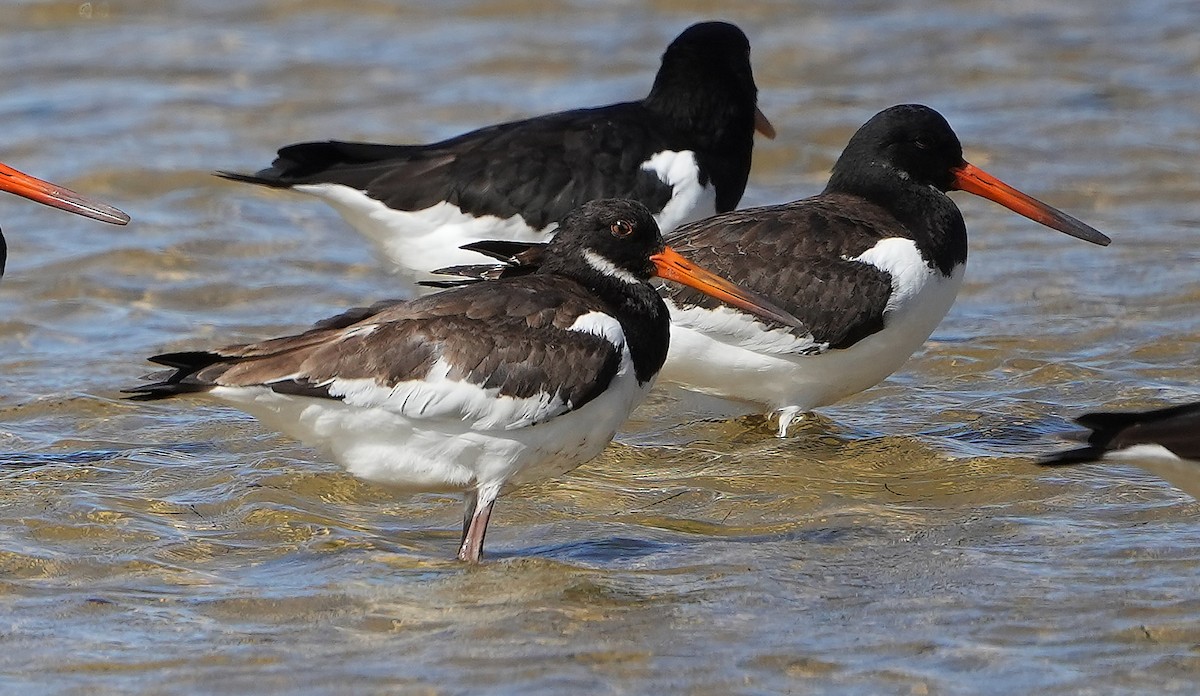 Eurasian Oystercatcher - ML623957652