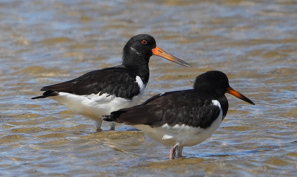 Eurasian Oystercatcher - ML623957653