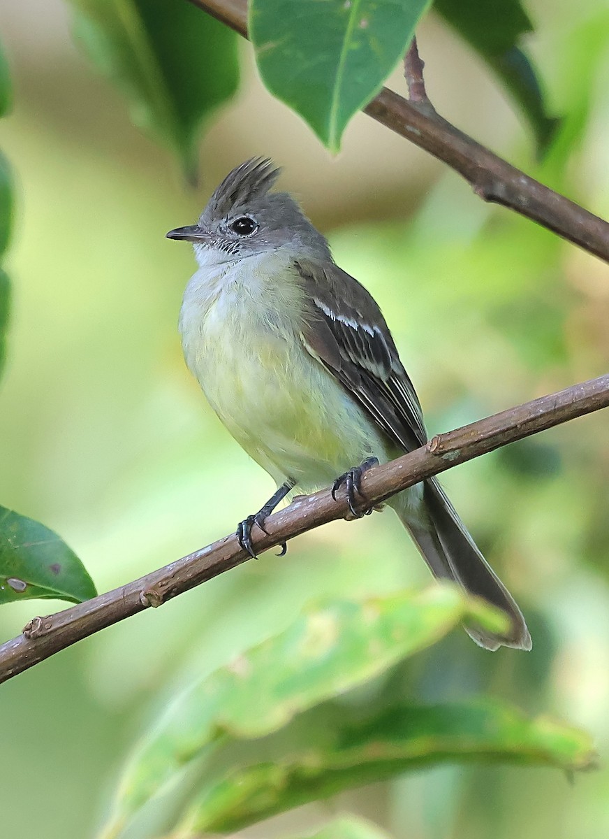 Yellow-bellied Elaenia - ML623957662