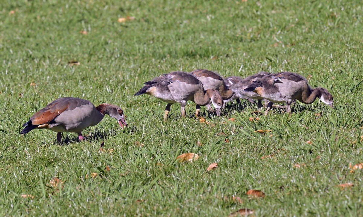 Egyptian Goose - ML623957667