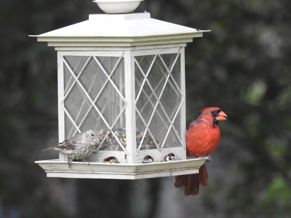 Northern Cardinal - ML623957687