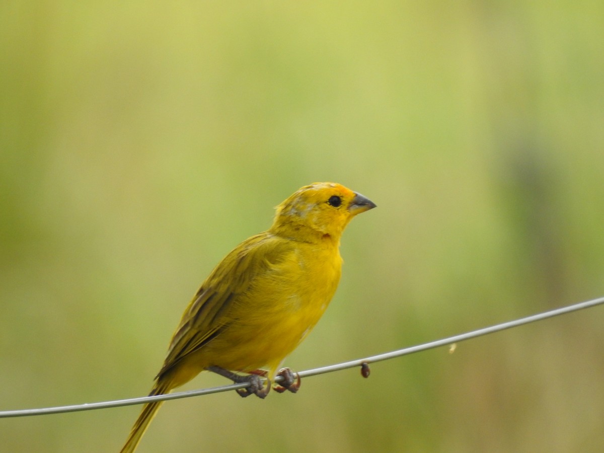 Saffron Finch - Fabio Antonio González Anaya