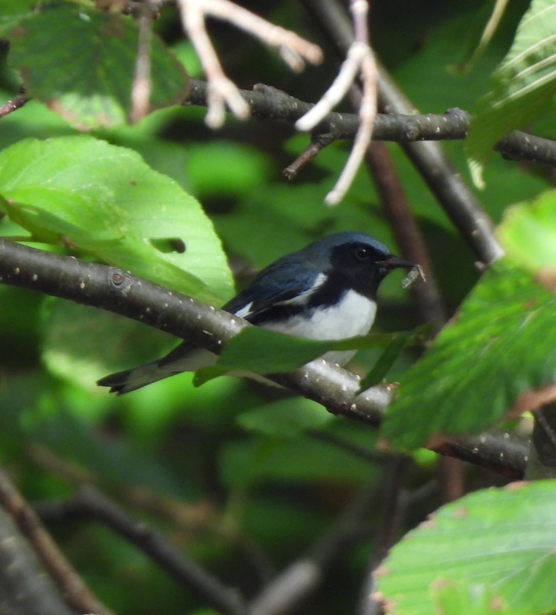 Black-throated Blue Warbler - ML623957703