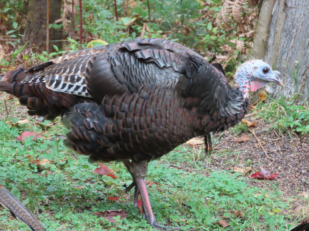 Wild Turkey - ML623957708