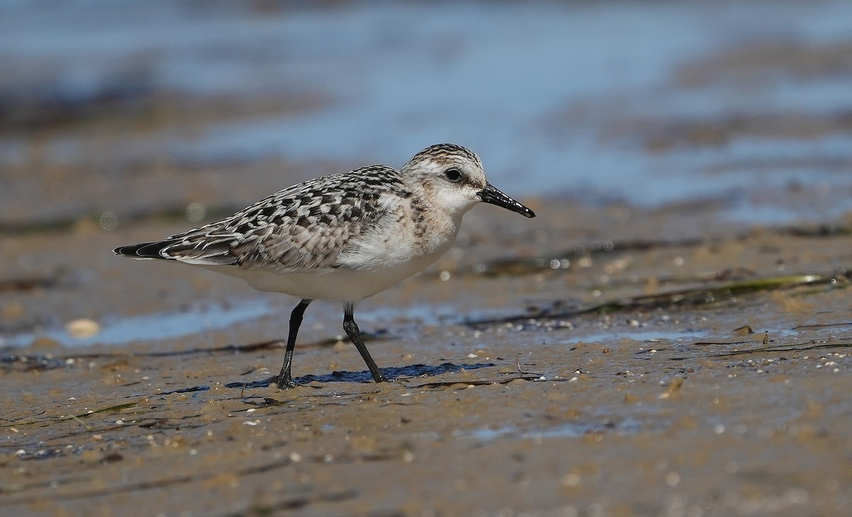 Bécasseau sanderling - ML623957714