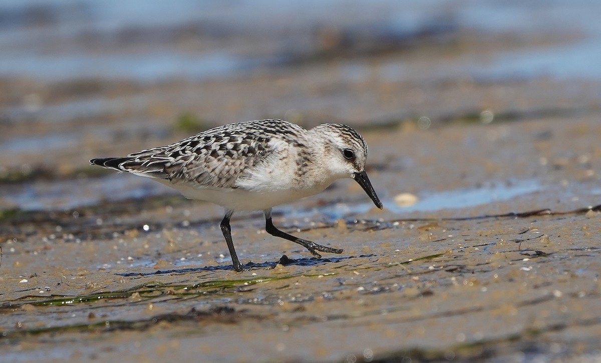 Bécasseau sanderling - ML623957715