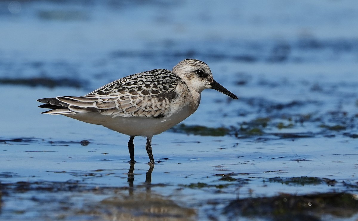 Bécasseau sanderling - ML623957717