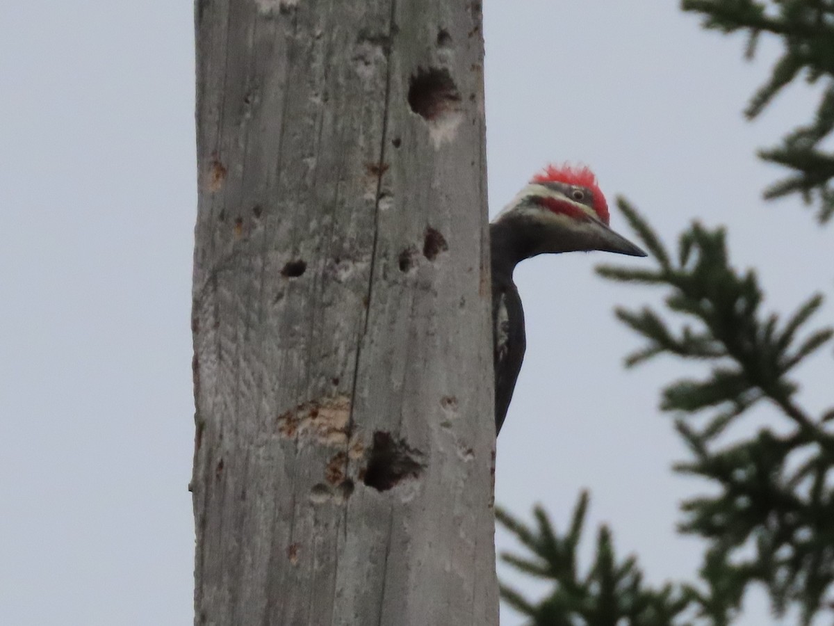 Pileated Woodpecker - ML623957724