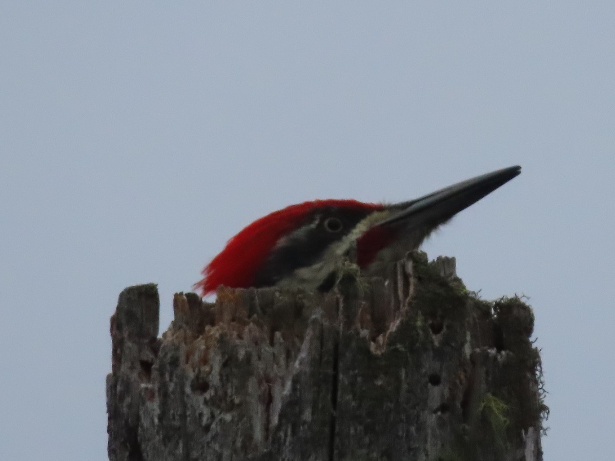 Pileated Woodpecker - ML623957726