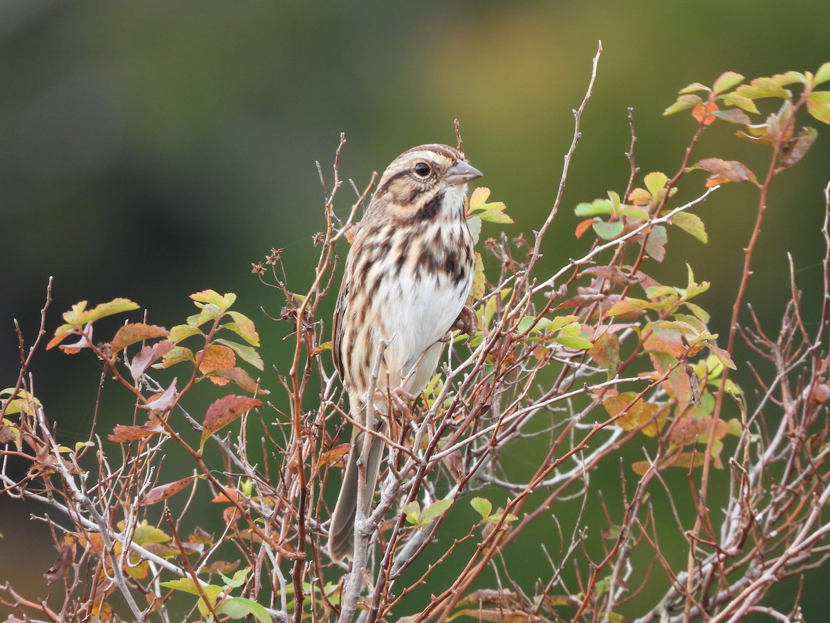 Song Sparrow - ML623957730