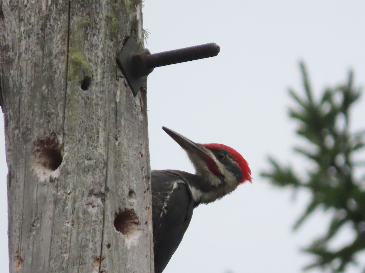 Pileated Woodpecker - ML623957733