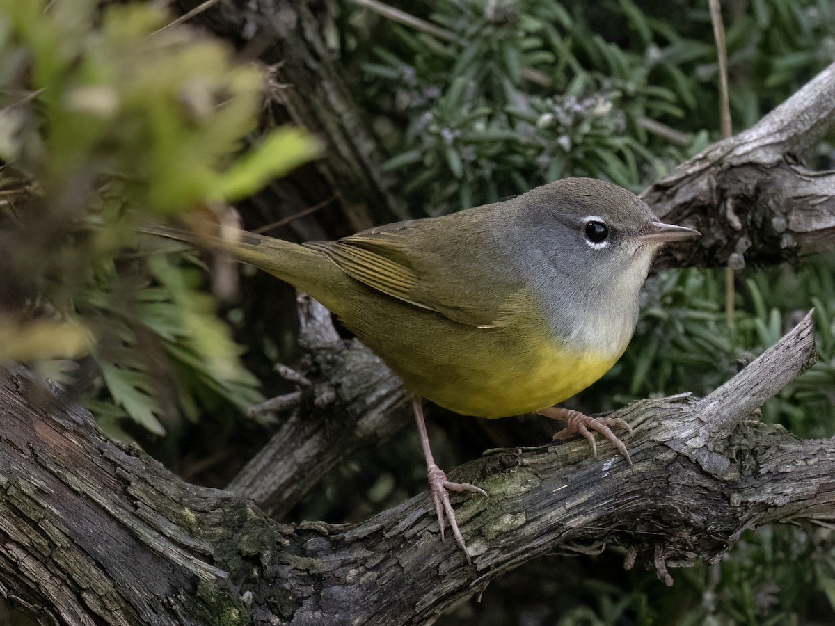 MacGillivray's Warbler - Robert Hamilton