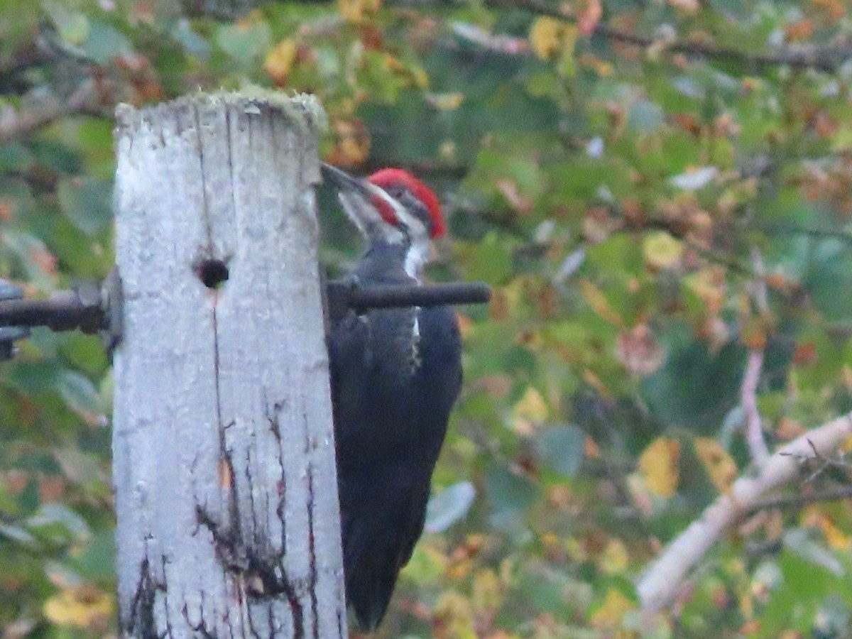 Pileated Woodpecker - ML623957740