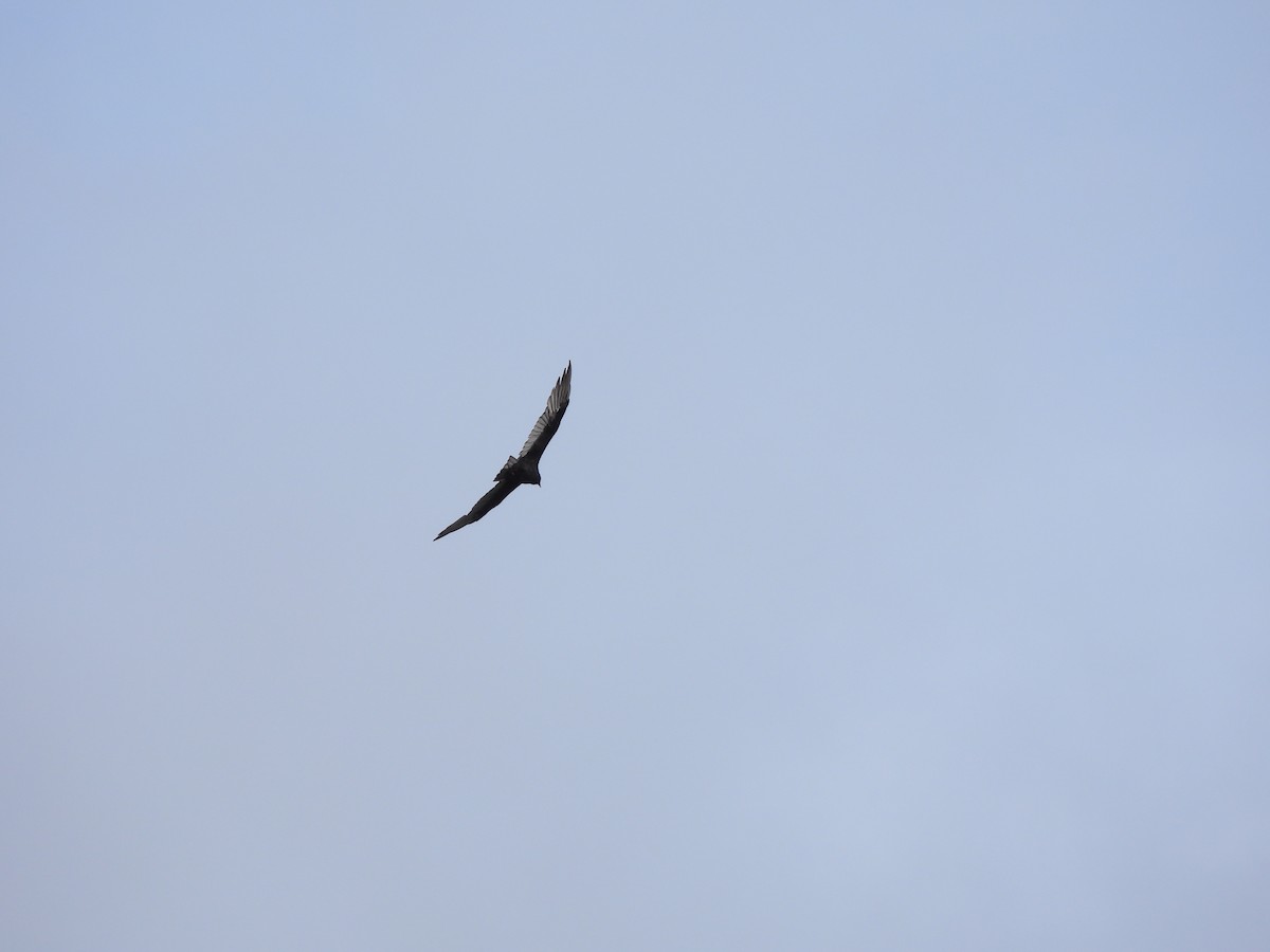 Turkey Vulture - ML623957743