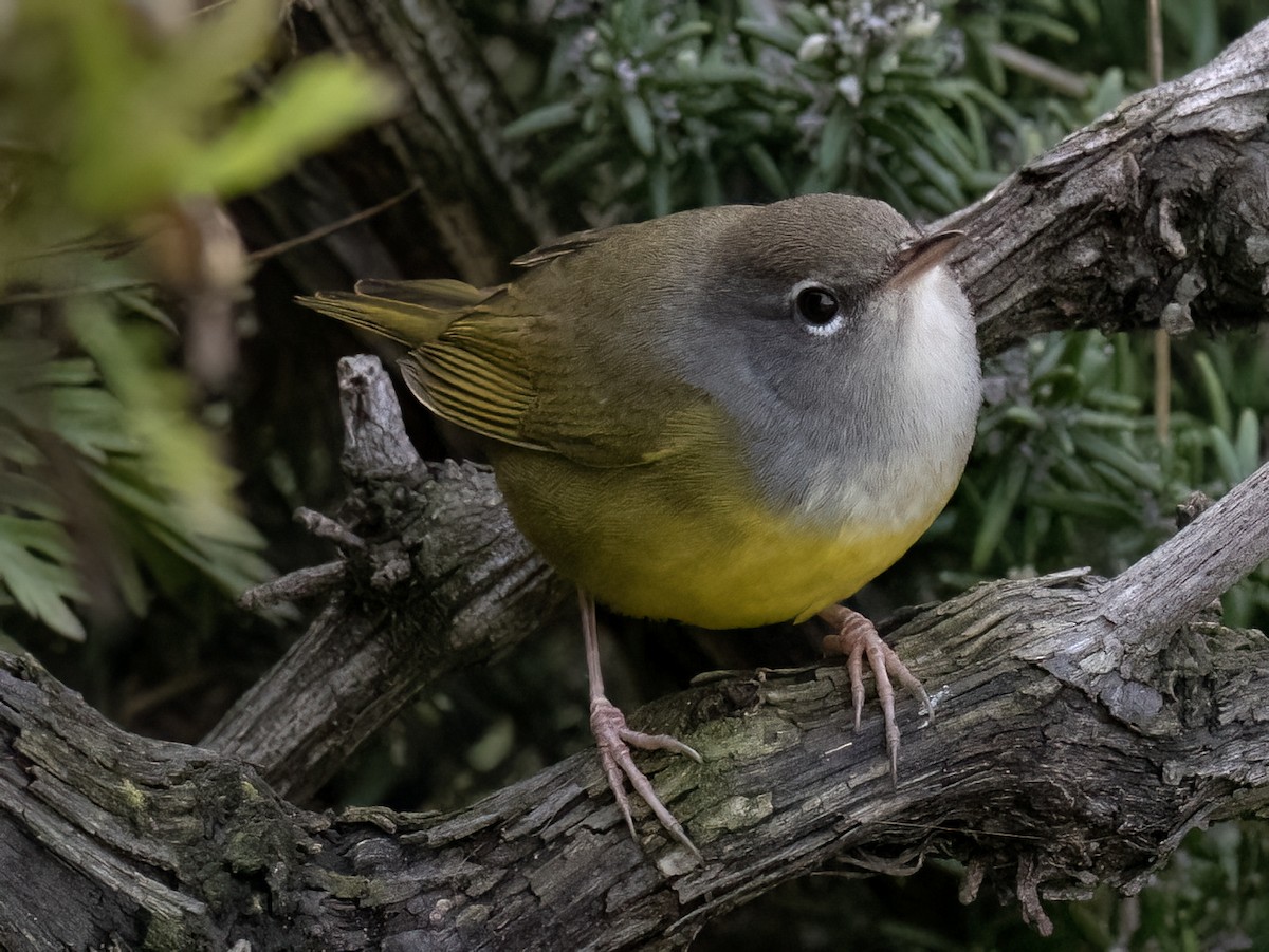 MacGillivray's Warbler - Robert Hamilton