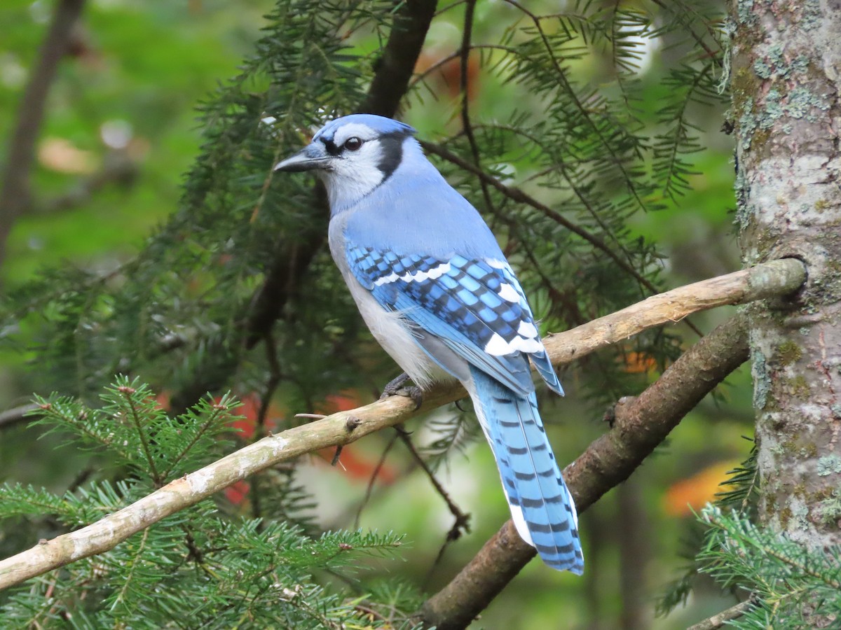 Blue Jay - ML623957747